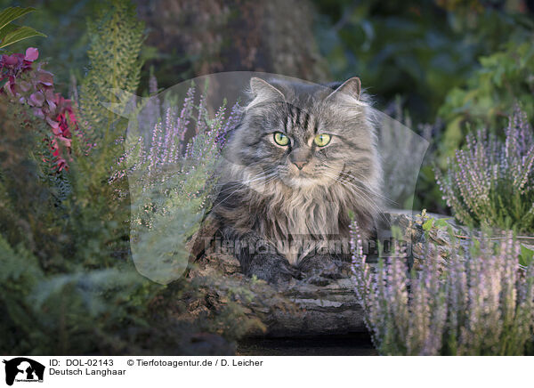 Deutsch Langhaar / German Longhair / DOL-02143