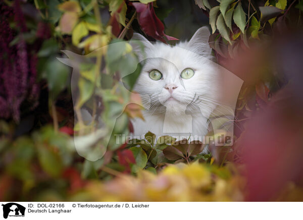 Deutsch Langhaar / German Longhair Cat / DOL-02166