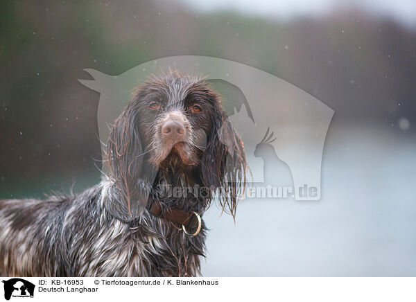 Deutsch Langhaar / German longhair pointer / KB-16953