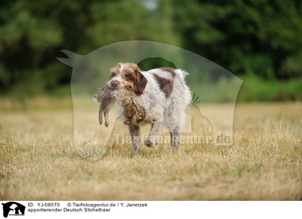 apportierender Deutsch Stichelhaar / retrieving German Broken-coated Pointing Dog / YJ-08070