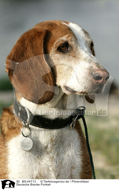 Deutsche Bracke Portrait / German hound portrait / BS-04713