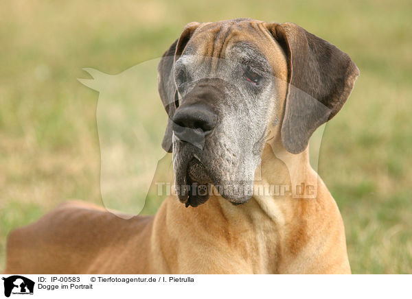 Dogge im Portrait / IP-00583