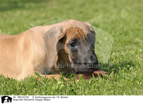 liegender Deutsche Dogge Welpe / lying great dane puppy / RR-04736