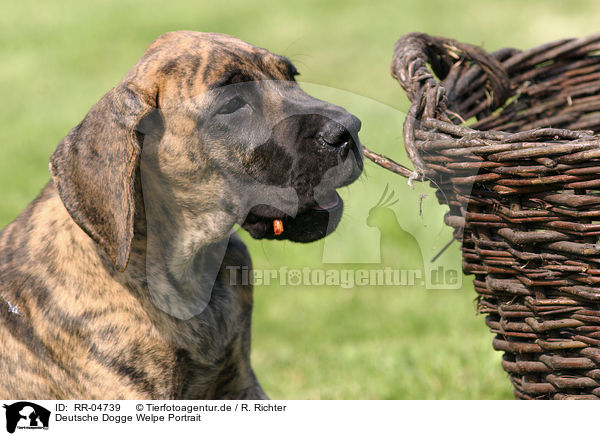 Deutsche Dogge Welpe Portrait / RR-04739