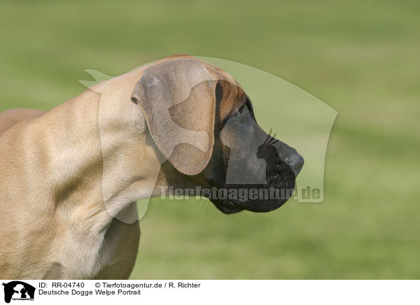 Deutsche Dogge Welpe Portrait / RR-04740