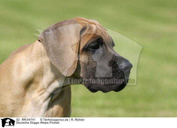Deutsche Dogge Welpe Portrait / RR-04741