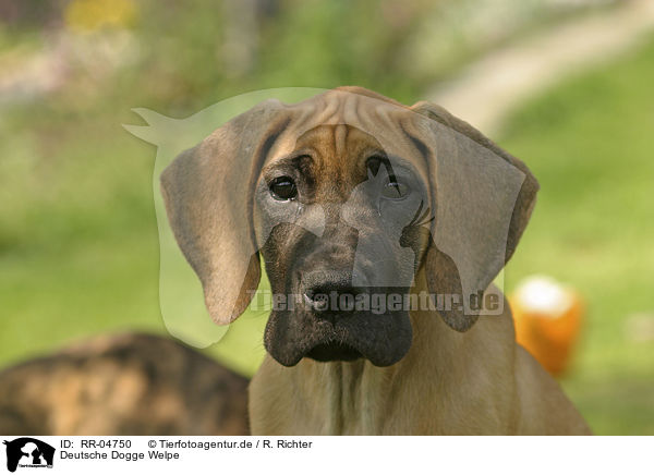 Deutsche Dogge Welpe / great dane puppy Portrait / RR-04750