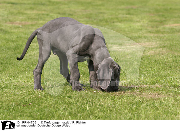 schnuppender Deutsche Dogge Welpe / snuffling great dane puppy / RR-04759