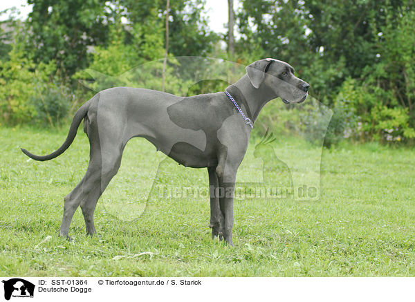 Deutsche Dogge / great dane / SST-01364