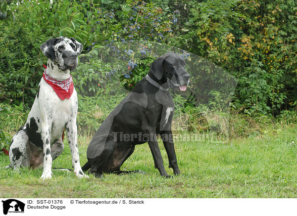 Deutsche Dogge / Great Dane / SST-01376