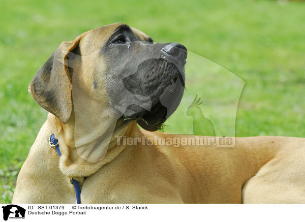 Deutsche Dogge Portrait / SST-01379