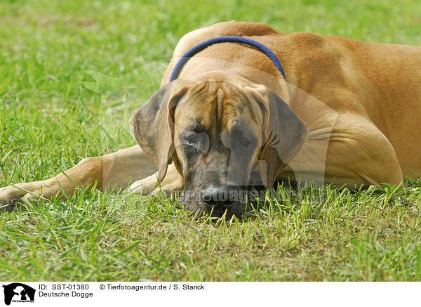 Deutsche Dogge / Great Dane / SST-01380