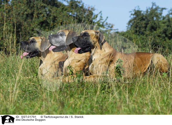 drei Deutsche Doggen / three great danes / SST-01791