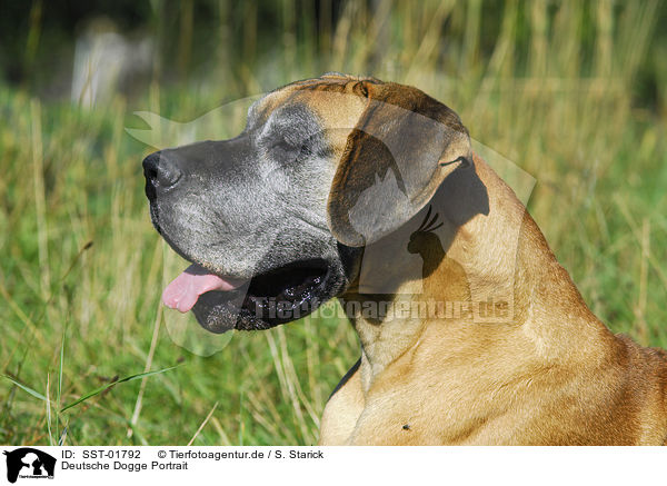 Deutsche Dogge Portrait / Great Dane Portrait / SST-01792