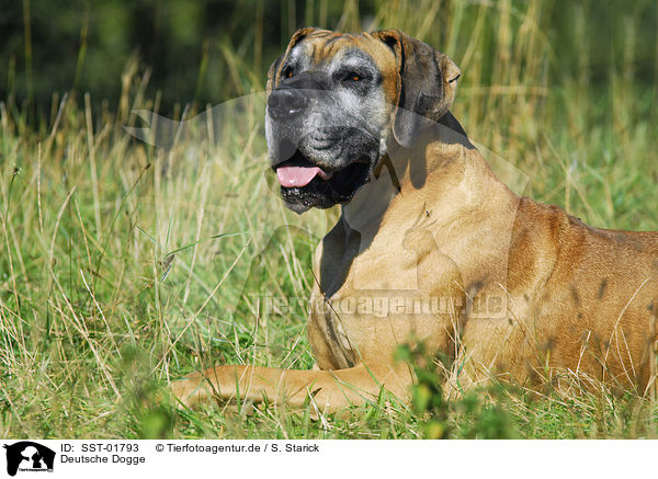 Deutsche Dogge / Great Dane / SST-01793
