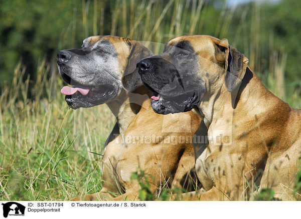 Doppelportrait / two great danes / SST-01794