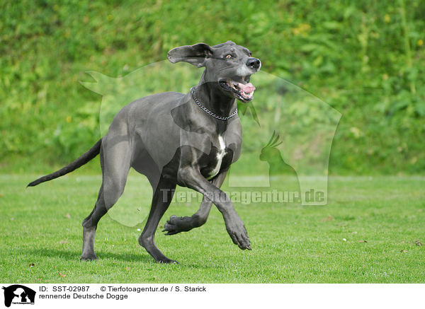 rennende Deutsche Dogge / running Great Dane / SST-02987