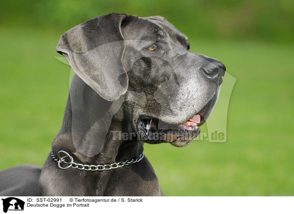 Deutsche Dogge im Portrait / Great Dane Portrait / SST-02991