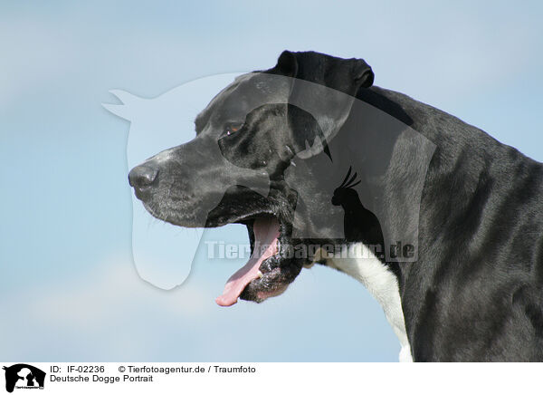 Deutsche Dogge Portrait / great dane portrait / IF-02236