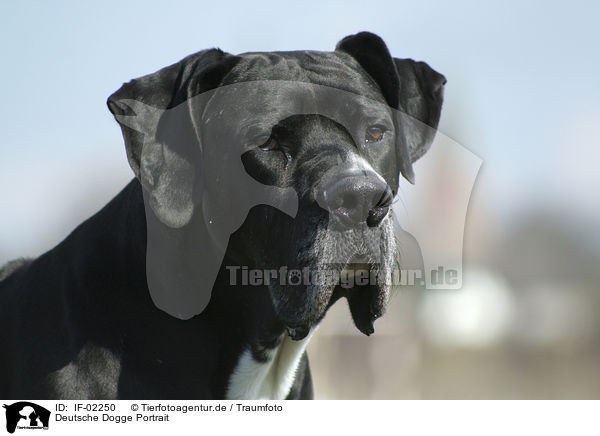 Deutsche Dogge Portrait / great dane portrait / IF-02250