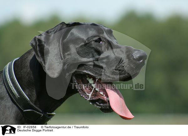 Deutsche Dogge Portrait / great dane portrait / IF-02858