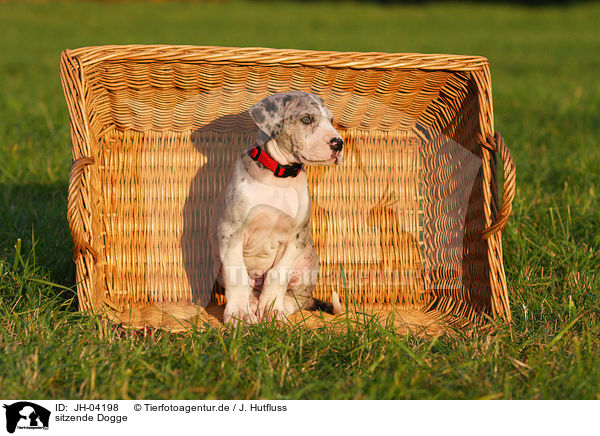 sitzende Dogge / sitting great dane / JH-04198