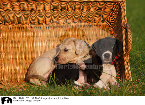 Deutsche Dogge Welpen / great dane puppies / JH-04187