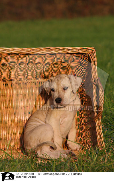 sitzende Dogge / sitting great dane / JH-04188