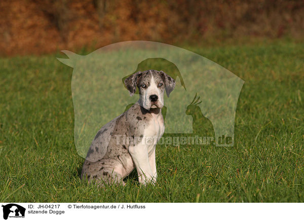 sitzende Dogge / sitting great dane / JH-04217