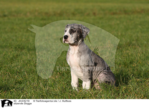 sitzende Dogge / sitting great dane / JH-04219