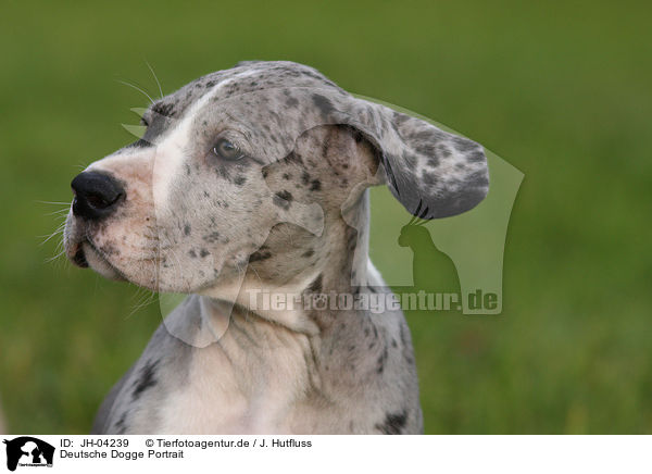 Deutsche Dogge Portrait / Great Dane Portrait / JH-04239