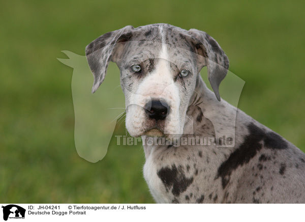 Deutsche Dogge Portrait / Great Dane Portrait / JH-04241