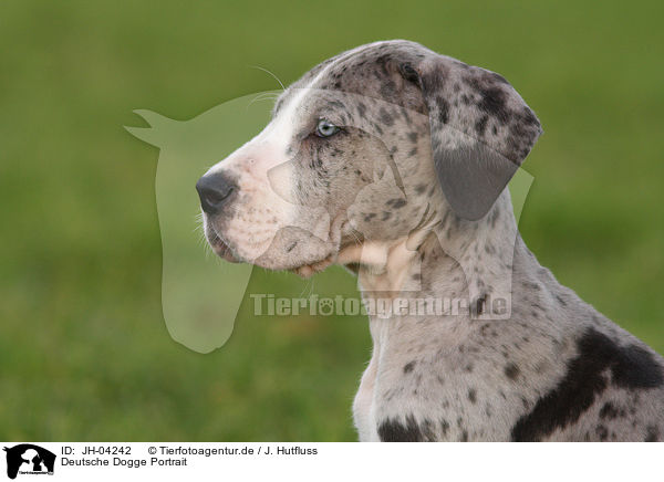 Deutsche Dogge Portrait / Great Dane Portrait / JH-04242