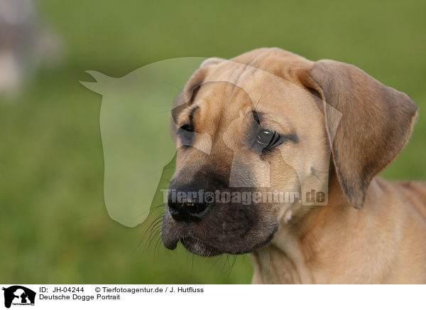 Deutsche Dogge Portrait / Great Dane Portrait / JH-04244