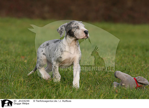 Dogge Welpe / great dane puppy / JH-04246