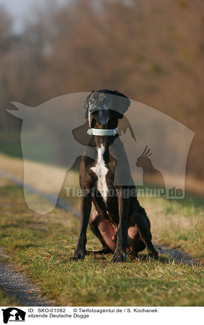 sitzende Deutsche Dogge / sitting Great Dane / SKO-01082