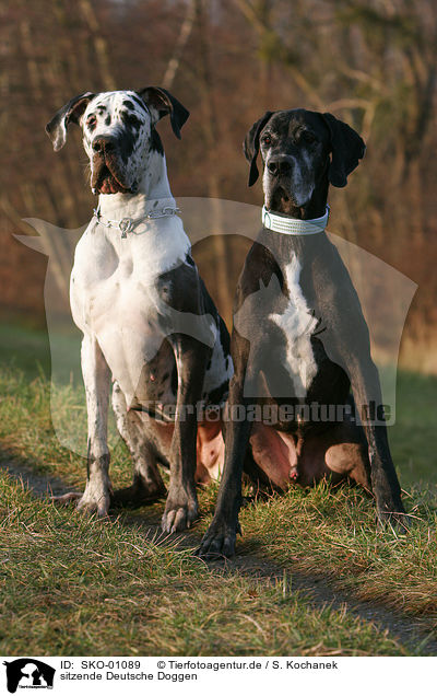 sitzende Deutsche Doggen / sitting Great Danes / SKO-01089