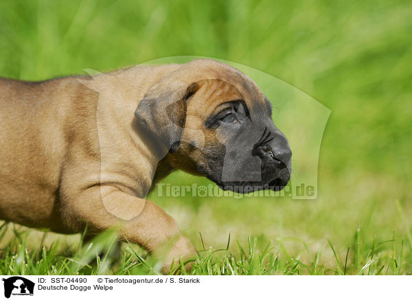 Deutsche Dogge Welpe / Great Dane Puppy / SST-04490