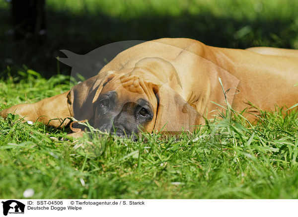 Deutsche Dogge Welpe / Great Dane Puppy / SST-04506