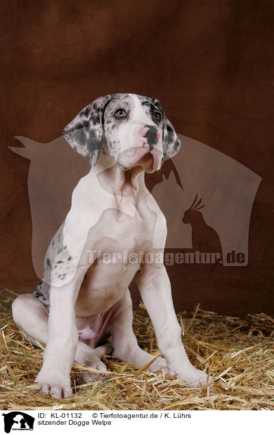 sitzender Dogge Welpe / sitting Great Dane Puppy / KL-01132