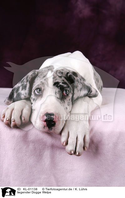 liegender Dogge Welpe / lying Great Dane Puppy / KL-01138