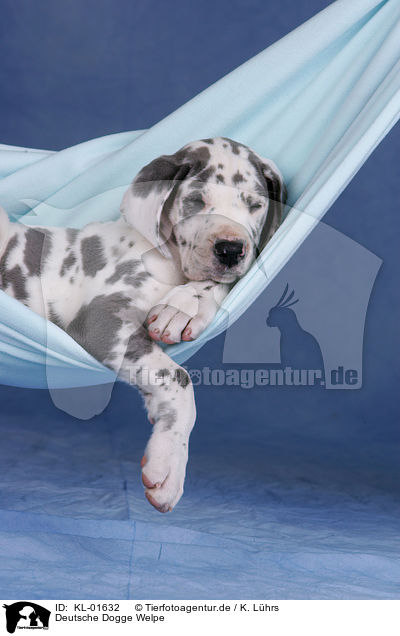 Deutsche Dogge Welpe / Great Dane Puppy / KL-01632