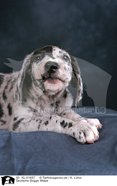 Deutsche Dogge Welpe / Great Dane Puppy / KL-01657