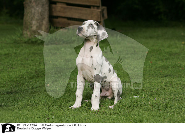Deutsche Dogge Welpe / KL-01794