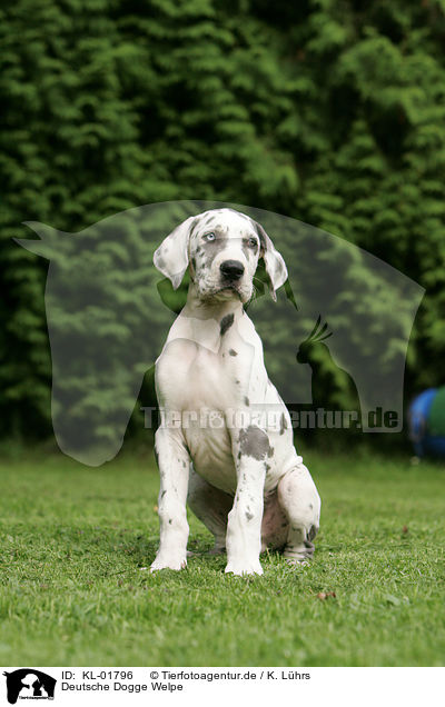 Deutsche Dogge Welpe / great dane puppy / KL-01796