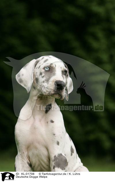 Deutsche Dogge Welpe / KL-01798