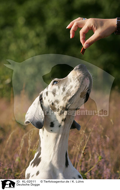 Deutsche Dogge / Great Dane / KL-02011