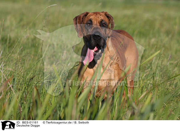 Deutsche Dogge / Great Dane / BES-01161