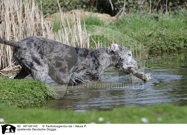 spielende Deutsche Dogge / playing Great Dane / AP-06145