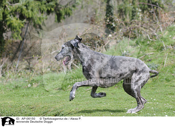 rennende Deutsche Dogge / AP-06150